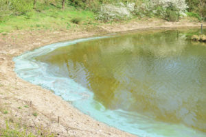 Blaue Masse in der Uferzone auf dem Kuhteich - Foto Sassan Dastkutah